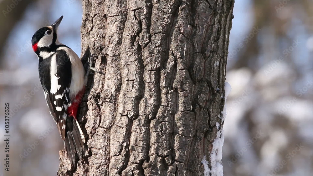 Great spotted woodpecker finding insects on a old tree in the winter in oak forest Great spotted woodpecker finding insects on a old tree in the winter in oak forest