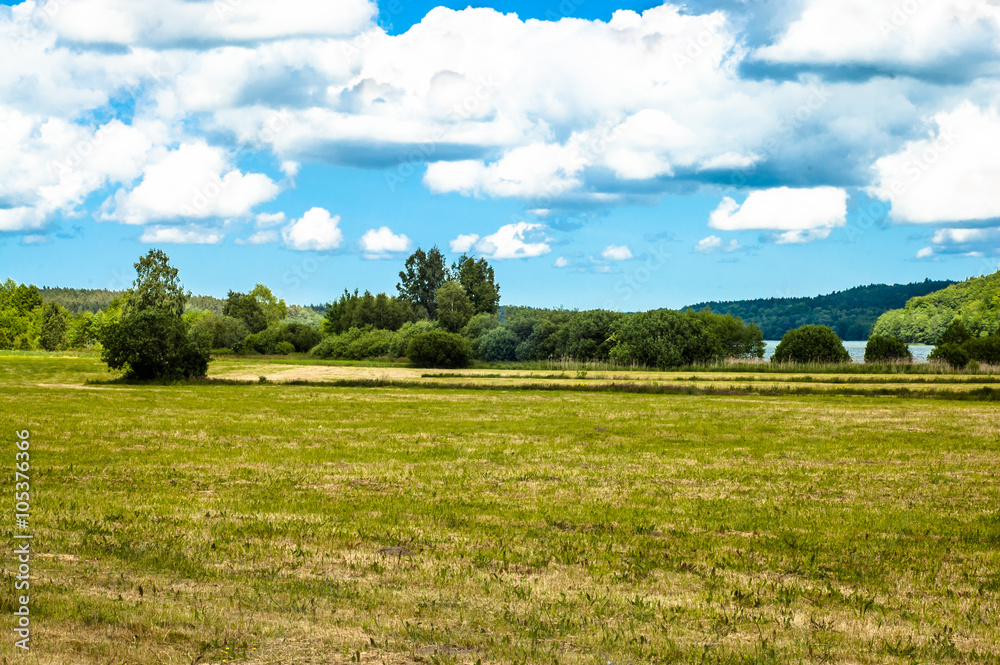 Agricultural green field in the summer, landscape