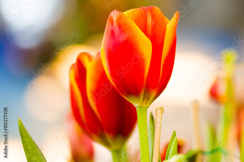 Tulip