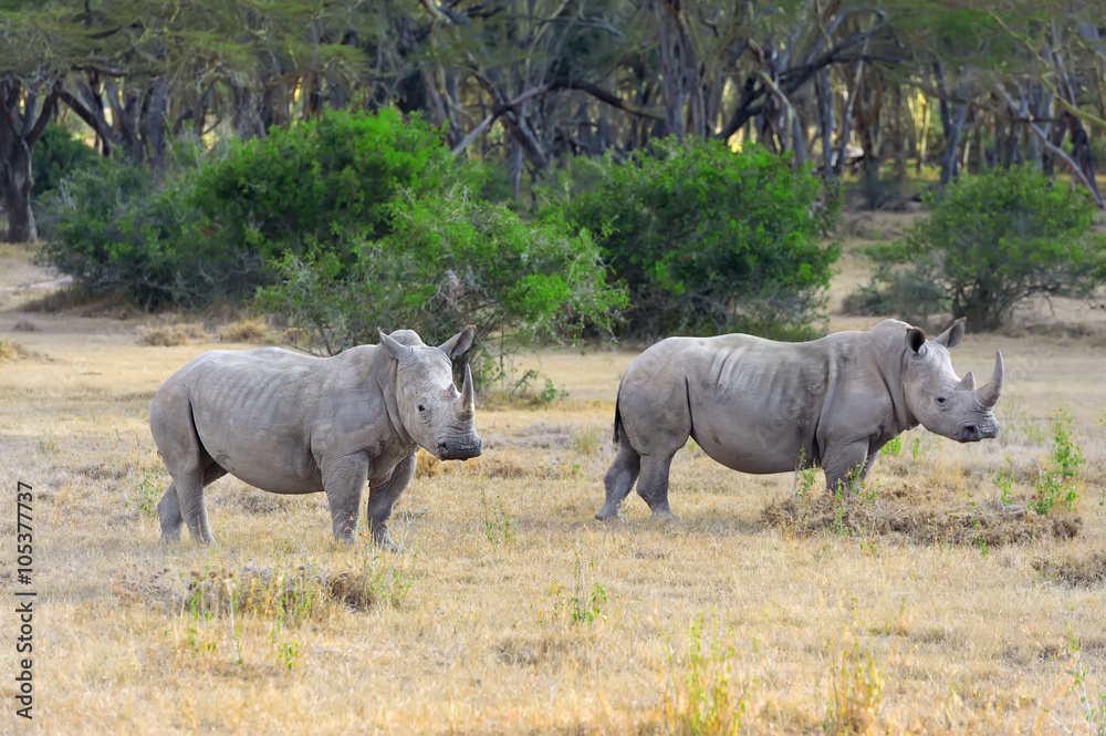 Fototapeta premium African white rhino