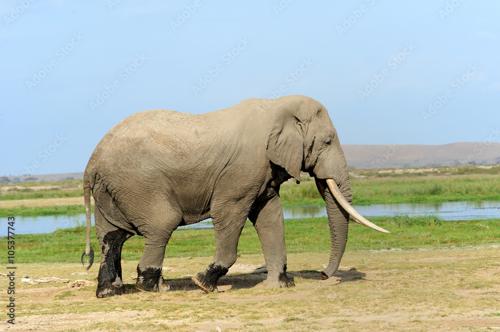 Obraz premium Elephant in National park of Kenya