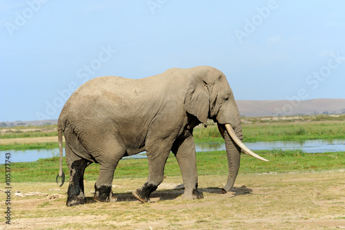 Elephant in National park of Kenya