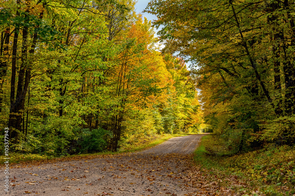 Obraz premium A roadway surrounded by colorful aspen and maple trees in northern Wisconsin during Autumn.