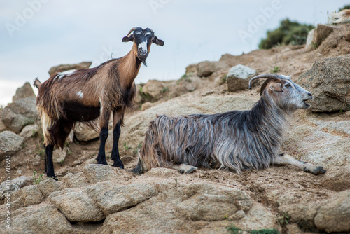 Wild goats on rocks and stones on mountin