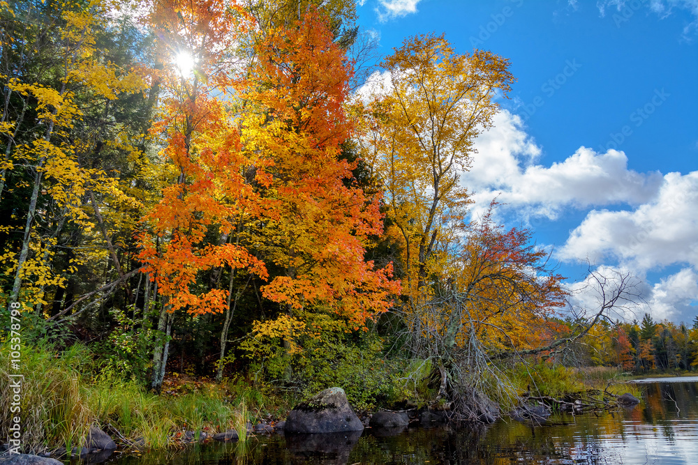 Naklejka premium Autumn scenes along the Chippewa River in northern Wisconsin.