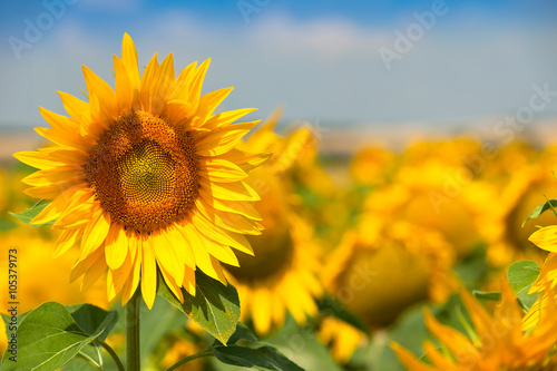 Fototapeta Naklejka Na Ścianę i Meble -  Sunflowers Field