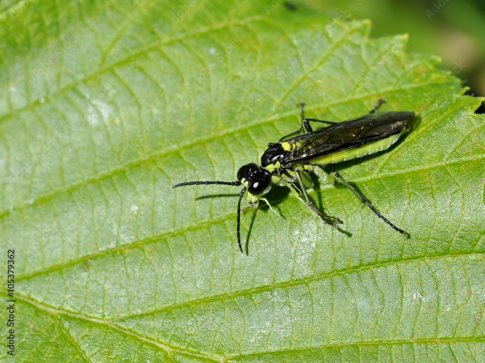 The sawfly Tenthredo mesomela on a leaf