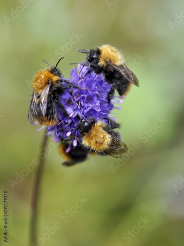 Four bumblebees on a purple flower