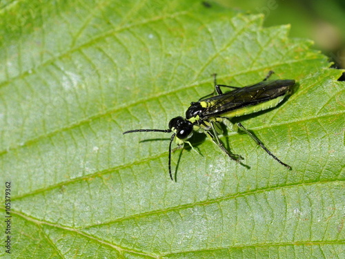 The sawfly Tenthredo mesomela on a leaf © hhelene