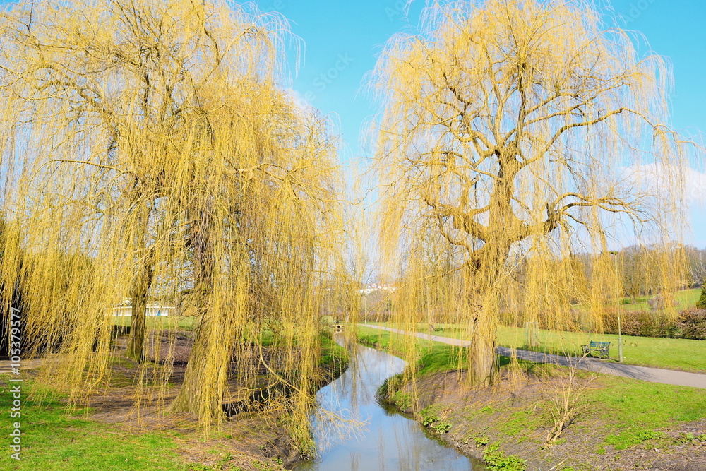 Winter landscape with willows and river