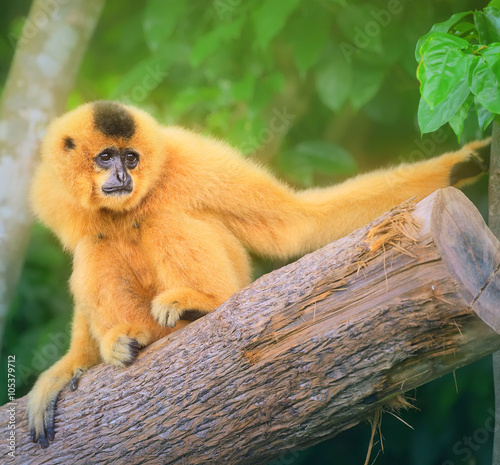 Fotografiet Yellow-cheeked gibbon female, Nomascus gabriellae