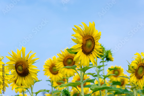 Close-up watering sunflower field at morning photo