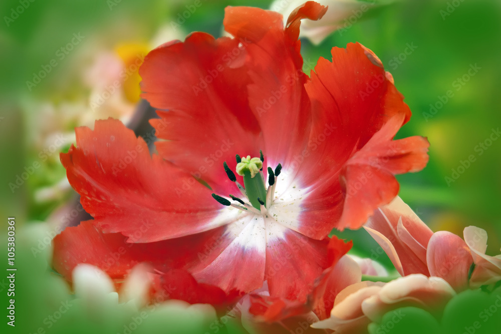 Dismissed red tulip Dismissed red tulip