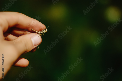 beautiful green grasshopper in man hand in the sunny spring fiel