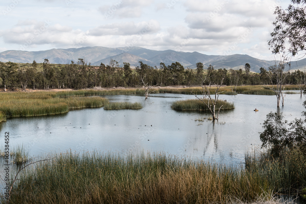 Ducks in a lake with marsh grass, and a background of trees and a mountain range at Otay Lakes County Park in Chula Vista, California. 