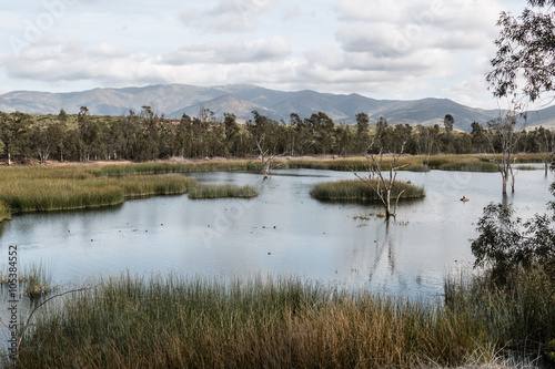 Ducks in a lake with marsh grass  and a background of trees and a mountain range at Otay Lakes County Park in Chula Vista  California. 