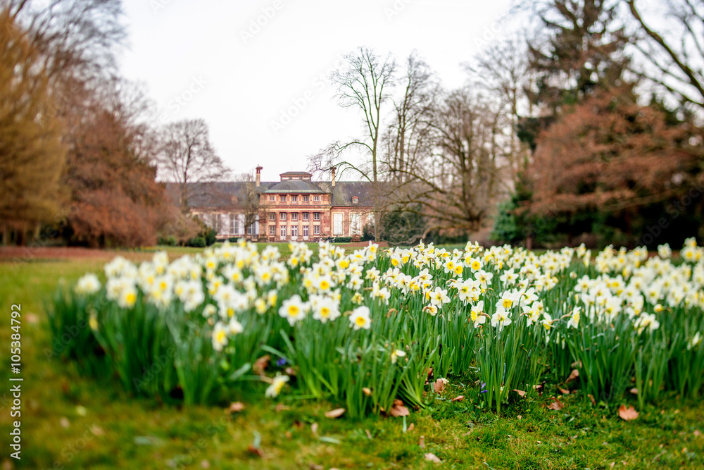 Obraz premium Tilt-shift lens over daffodils flower field in green environment and with the Pavilion Josephine historic building in the Orangerie public parc in the City of Strasbourg, France - Alsace region 