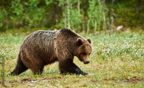 Brown bear in the finnish forest