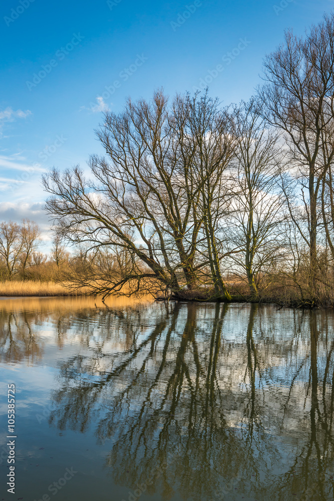 Bare trees reflected in the water surface
