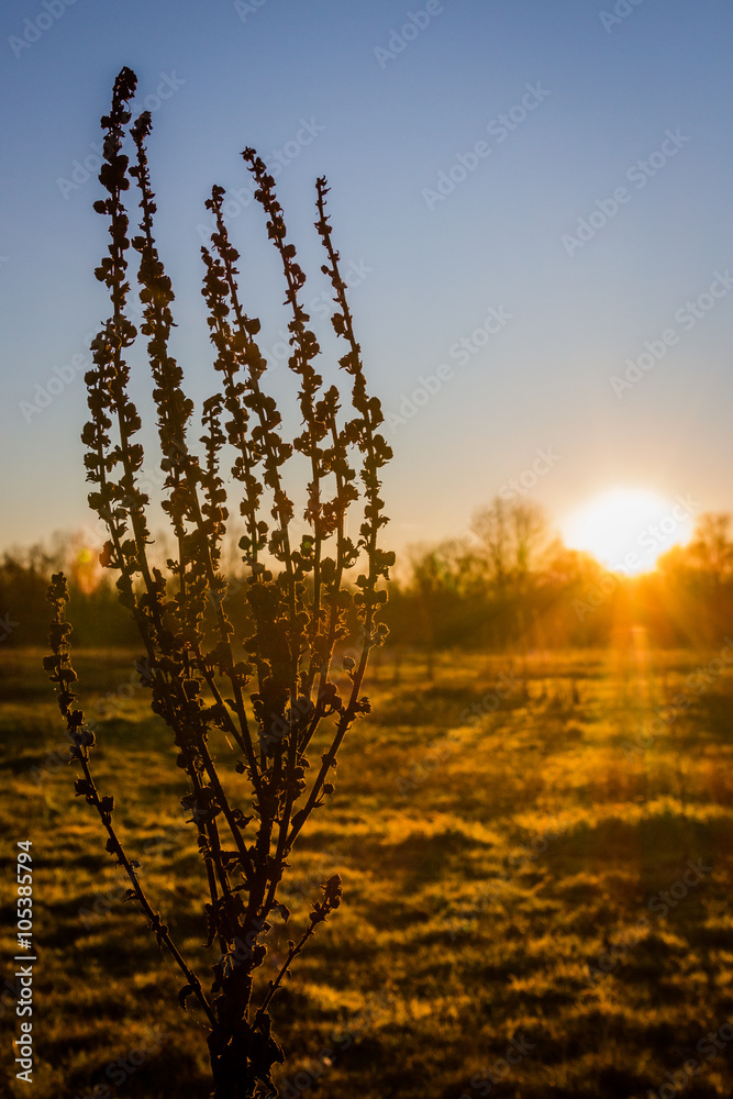 Naklejka premium Sunset