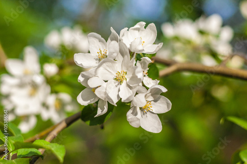 Flowers apple twig