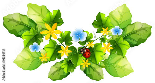 Plant and little ladybug