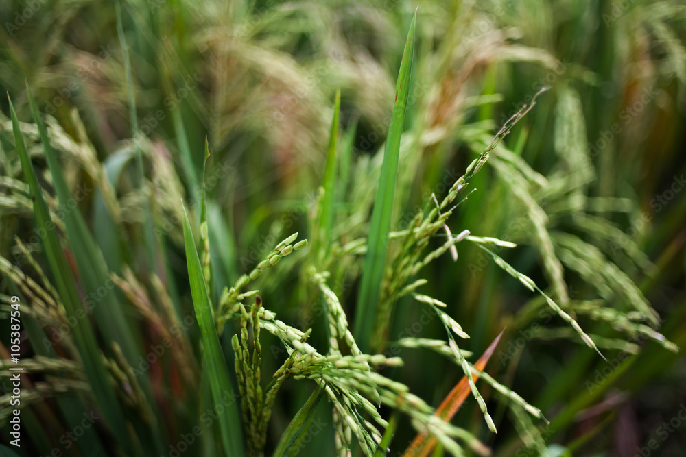 Green rice field Green rice field