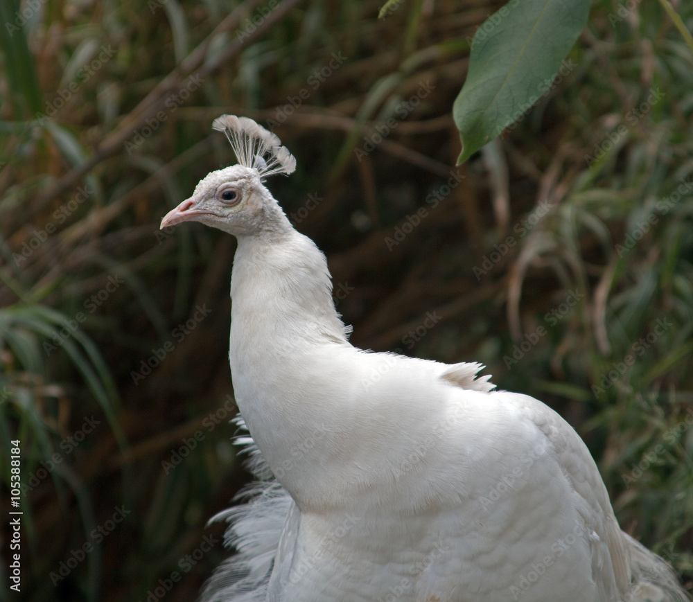 Albino White Peacock in mountains outside Adelaide Australia Albino White Peacock in mountains outside Adelaide Australia