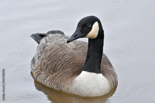 Canadian goose