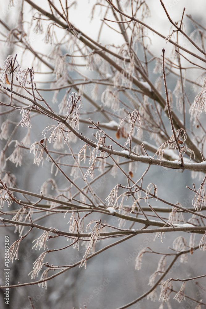 Closeup of tree branches covered with snow. Closeup of tree branches covered with snow.