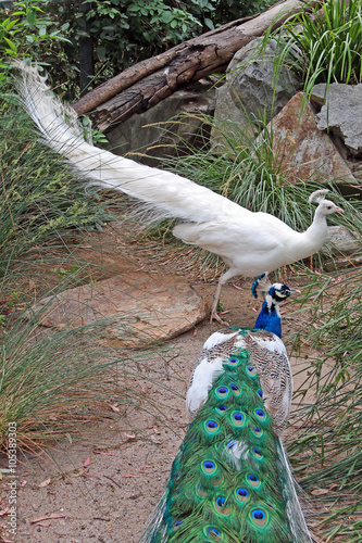 Peacock and Albino Peacock in Adelaide Australia photo