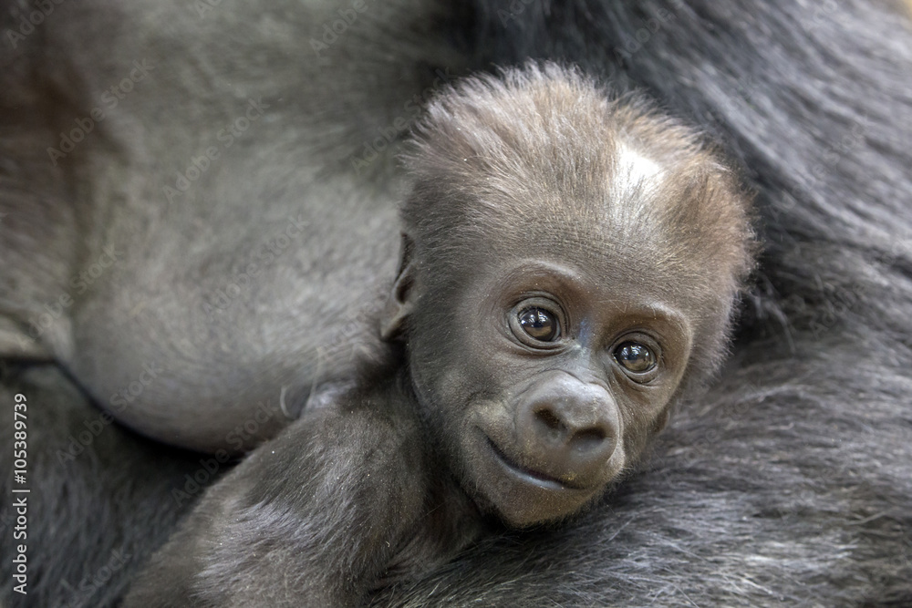 Fototapeta premium Gorilla baby portrait