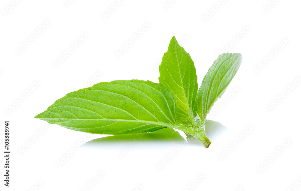 Obraz premium sweet basil leaf