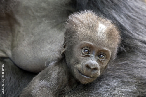 Gorilla baby portrait