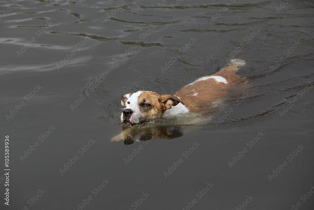 Border Collie Boxer Bull dog mixed breed dog Border Collie Boxer Bull dog mixed breed dog