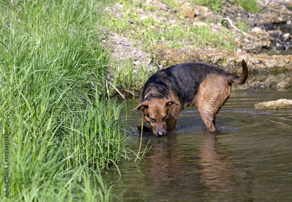 Boxer Shepherd mixed breed dog walking in a creek. 
