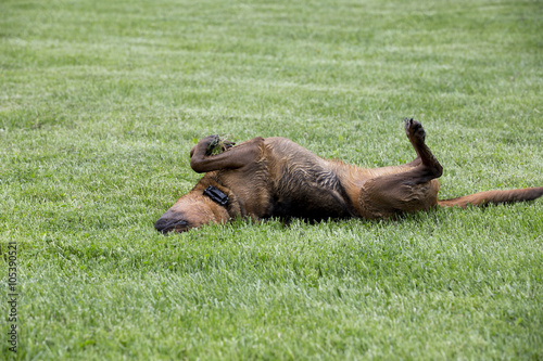 Boxer Shepherd mixed breed dog rolling in grass