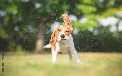 Dog shaking water off his body
