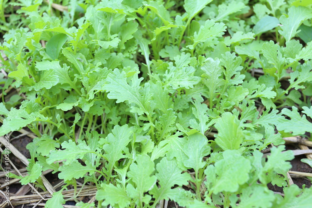 green sapling of vegetables in the garden. green sapling of vegetables in the garden.