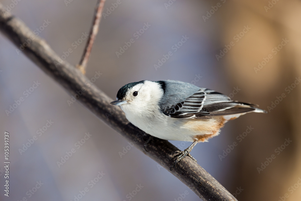 The white-breasted nuthatch is a small songbird of the nuthatch family which breeds in old-growth woodland across much of North America. It is a stocky bird, a large head, short tail, powerful bill The white-breasted nuthatch is a small songbird of the nuthatch family which breeds in old-growth woodland across much of North America. It is a stocky bird, a large head, short tail, powerful bill