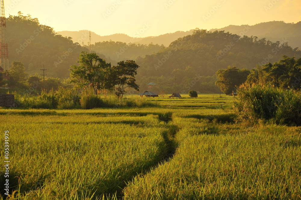 Rice Paddy Fields in Green Season Rice Paddy Fields in Green Season