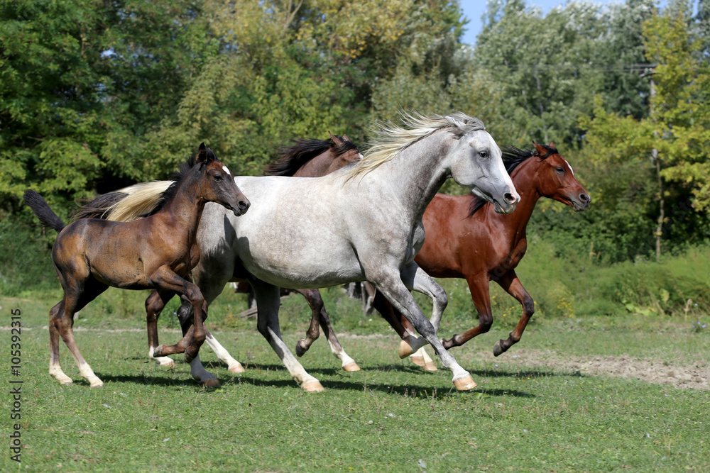 Purebred arabian horses galloping on summer pasture Purebred arabian horses galloping on summer pasture