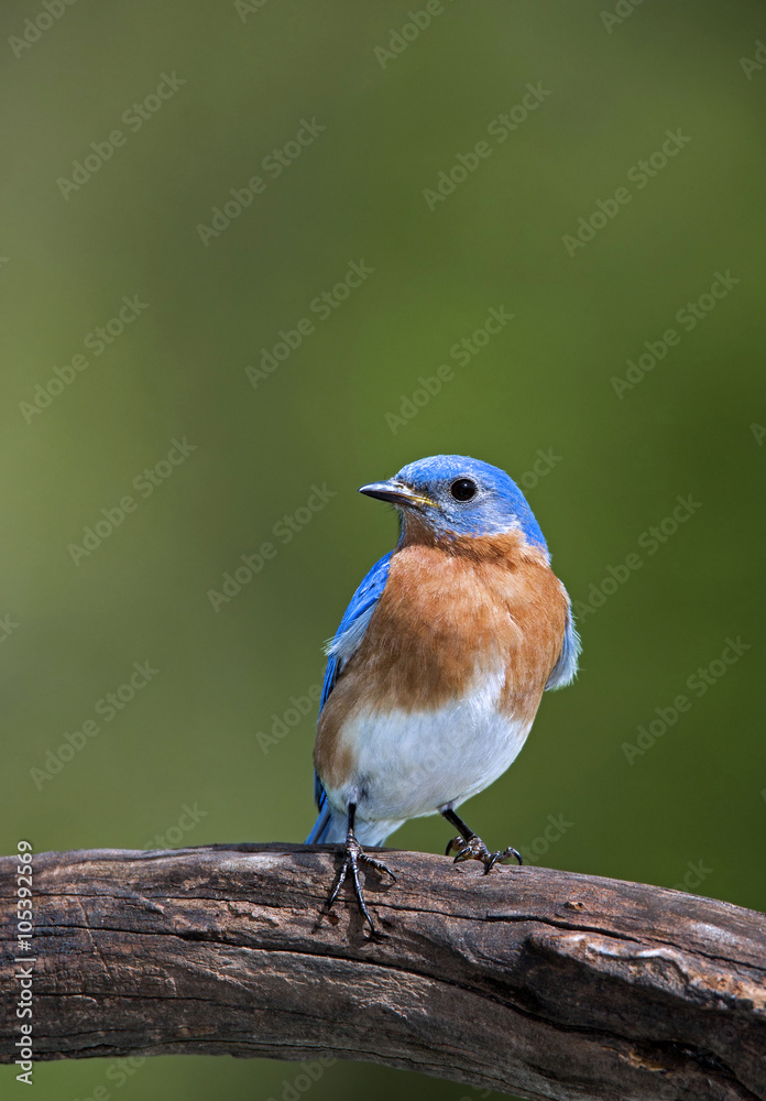 Fototapeta premium Eastern Bluebird (Sialia sialis)