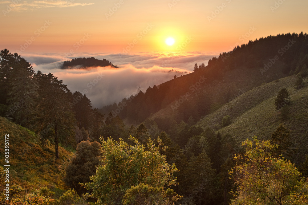 Fototapeta premium Gęsta mgła nad Oceanem Spokojnym w przybrzeżnym lesie Kalifornii