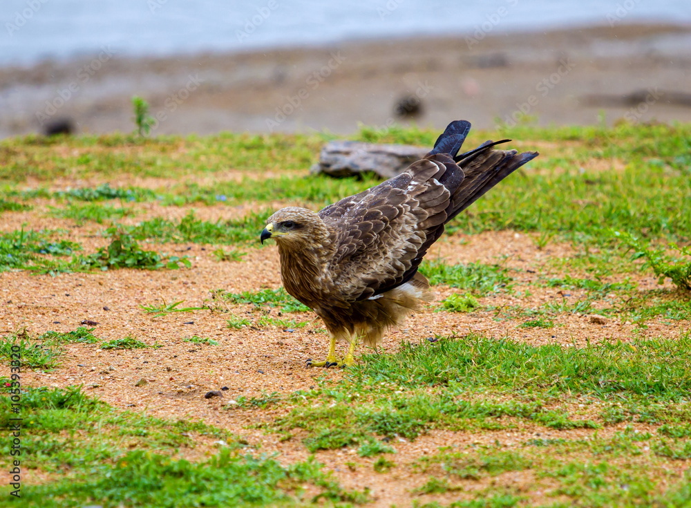 Black Kite India, standing alone. Black Kite India, standing alone.