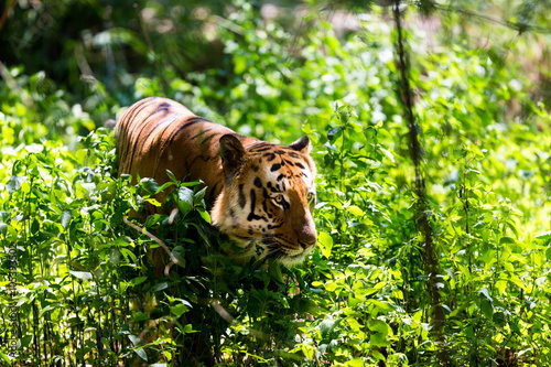 Fototapeta Naklejka Na Ścianę i Meble -  Tiger in a national park in India. These national treasures are now being protected, but due to urban growth they will never be able to roam India as they used to. 