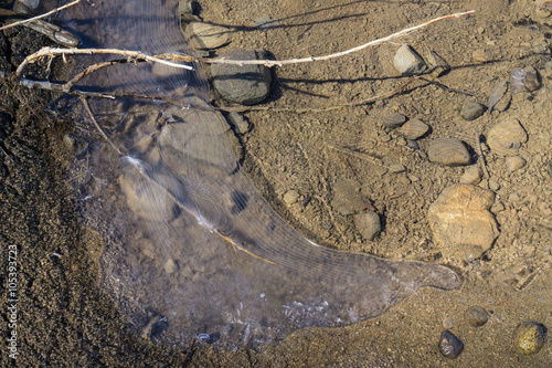 Pool of Ice