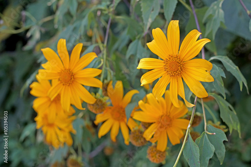 mexican sunflower or nitobe chrysanthemum flower