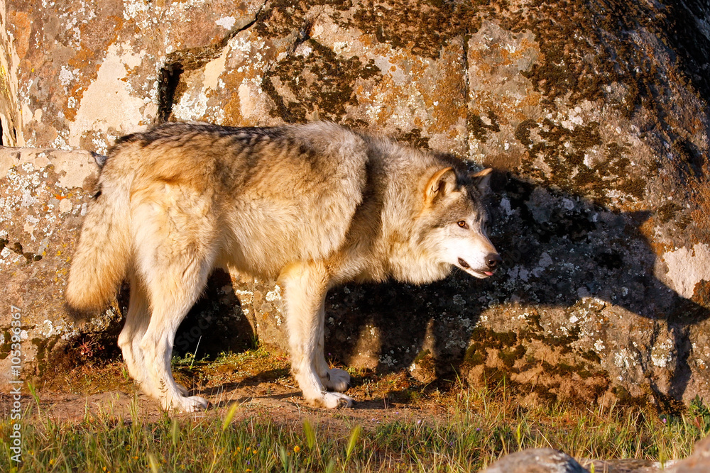 Fototapeta premium Gray wolf (Canis lupus)
