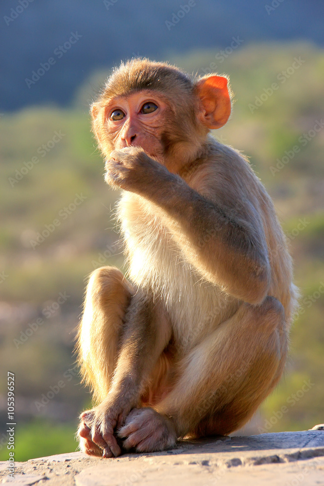 Naklejka premium Rhesus macaque sitting near Galta Temple in Jaipur, Rajasthan, I